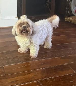 Annabelle, Bichon Frise, senior, available for adoption