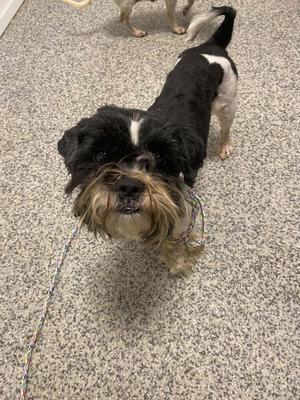 Bolo, Shih Tzu, adult, available for adoption