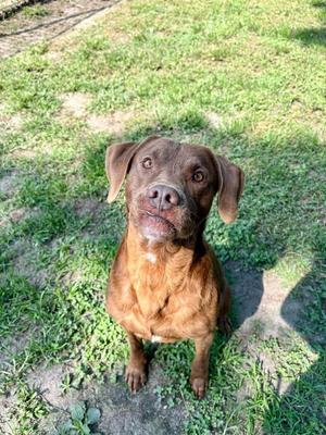 Frank, Labrador Retriever / Pit Bull Terrier, adult, available for adoption