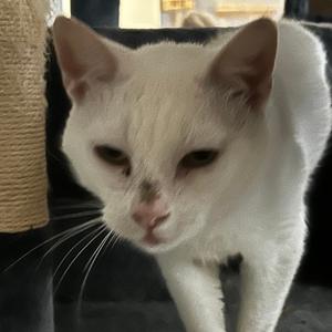 Bumble, senior, available for adoption