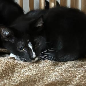 Felix, adult, available for adoption