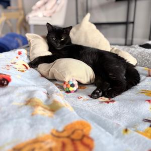 Hey You, senior, available for adoption