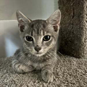 A gray tabby kitten sitting on a carpeted surface, looking directly at the camera with large, expressive eyes.