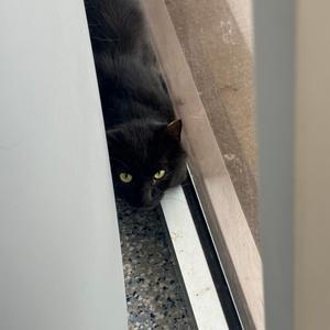 A black cat with yellow eyes peeking from the side.