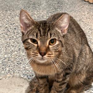 Bruce, adult, available for adoption