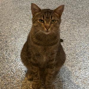 Ismay, adult, available for adoption