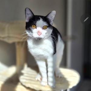 Angelica, adult, available for adoption