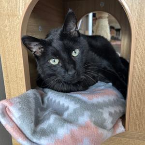 Axel, senior, available for adoption