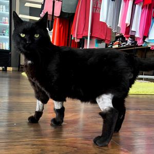 Amos, adult, available for adoption