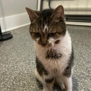 Dink, senior, available for adoption