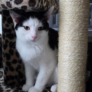 Daf, adult, available for adoption