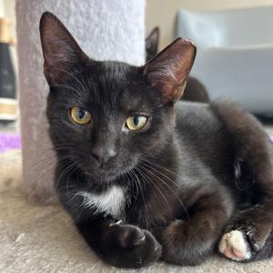 Binx, adult, available for adoption