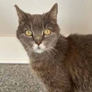 Dollie Mae, senior, available for adoption