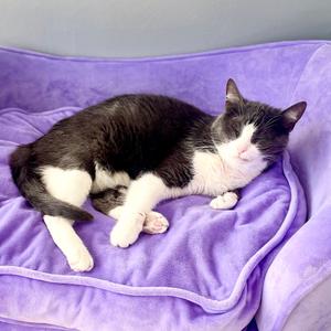 Brie, adult, available for adoption