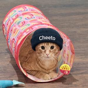Cheeto, adult, available for adoption