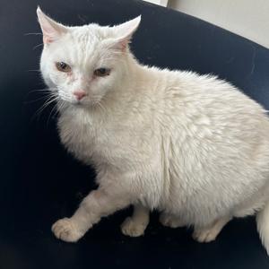 Big, senior, available for adoption
