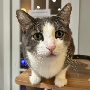 Jello, adult, available for adoption
