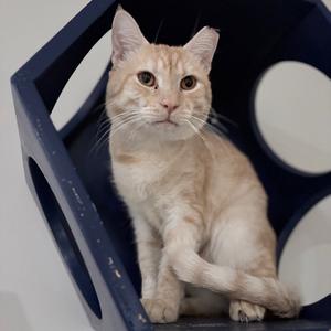 Felix, adult, available for adoption
