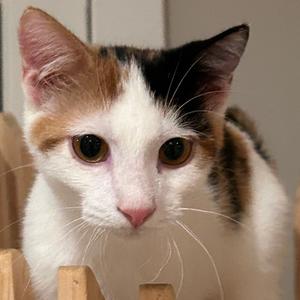 Junebug, kitten, available for adoption