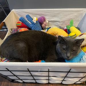 Gray, adult, available for adoption