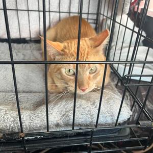 Heinz, adult, available for adoption