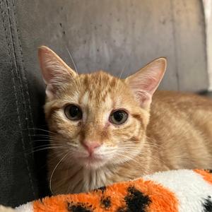 Hopscotch, adult, available for adoption
