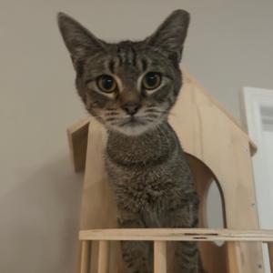 A tabby cat sitting on a wooden cat tree, looking directly at the camera with large, expressive eyes.