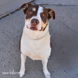Ellie, Collie, Border, adult, available for adoption