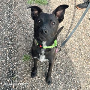 Mercy, Malinois, Belgian, young, available for adoption