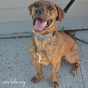 Quincy, Terrier, Pit Bull, young, available for adoption