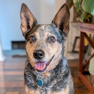 Kymber, Cattle Dog, Australian (Blue Heeler), senior, available for adoption