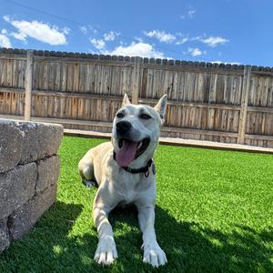Angel, Husky, young, available for adoption