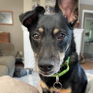 Eloise, Chihuahua, senior, available for adoption