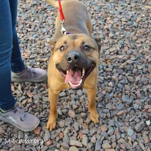 Dak, Mixed Breed (Medium), young, available for adoption