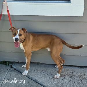 Cosmo, Terrier, Pit Bull, young, available for adoption