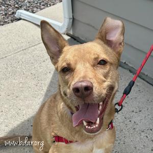 Ann, Terrier, Pit Bull, adult, available for adoption