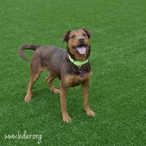 Bear, Mixed Breed (Medium), young, available for adoption