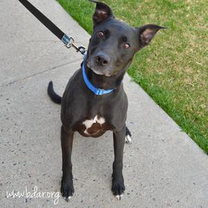 Brett, Terrier, American Pit Bull, adult, available for adoption