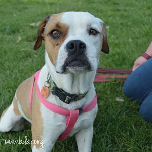 Toffee, Boxer, adult, available for adoption