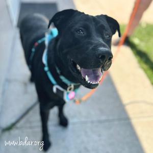 Tennessee, Retriever, Black Labrador, young, available for adoption