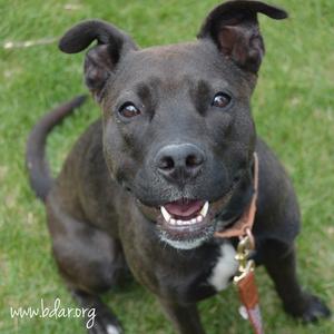 Cheddar, Terrier, American Pit Bull, adult, available for adoption