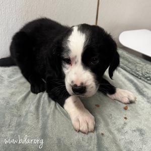 Atlas, Retriever, Labrador, available for adoption