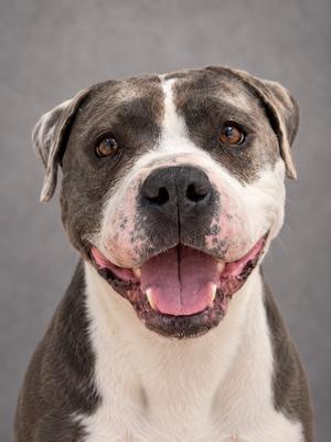 A close-up of a gray and white dog with a happy expression, its mouth open and tongue out, against a gray background.