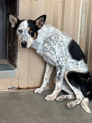 Rodney, Australian Cattle Dog, young, available for adoption