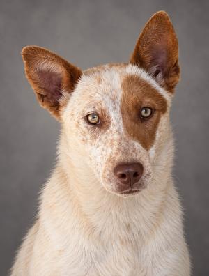 Phyllis, Australian Cattle Dog, young, available for adoption