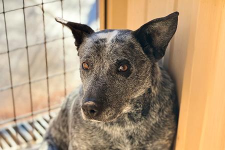 Paw Paw, Australian Cattle Dog, senior, available for adoption