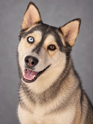 A close-up of a dog with a black and tan coat, featuring a blue eye and a brown eye, with its mouth open and tongue visible.