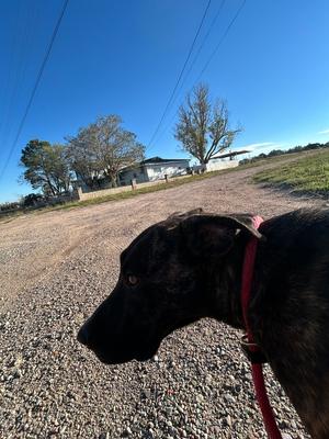 Lena, American Pit Bull Terrier, adult, available for adoption