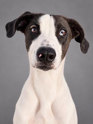 A close-up of a black and white dog with floppy ears and a white face, looking directly at the camera.