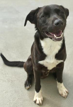 Wrigley, Border Collie / Black Labrador Retriever, young, available for adoption